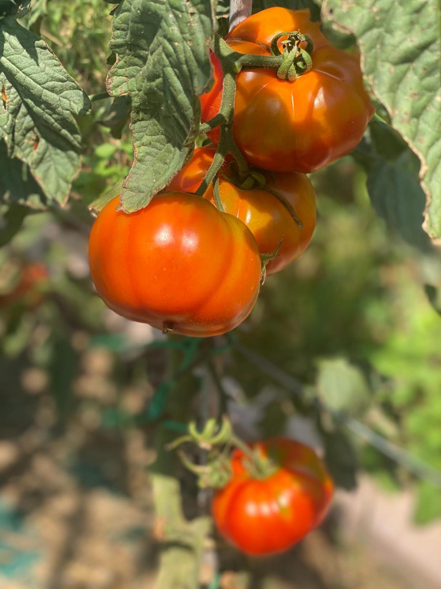 קאפרינו ורונזה Agriturismo Corte Patrizia מראה חיצוני תמונה